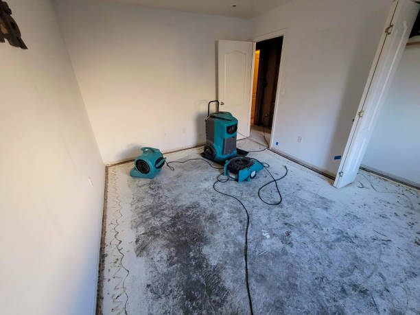 Best Basement water damage restoration  in Web, AL